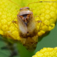 Pinalitus cervinus