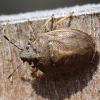 Podops inuncta