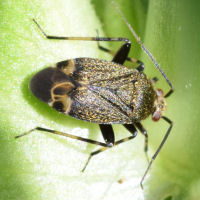 Polymerus nigrita