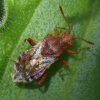 Rhopalus subrufus