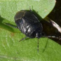 Sehirus luctuosus