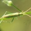 Stenodema laevigata