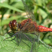 Sympetrum sanguineum