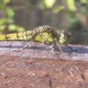 Sympetrum striolatum