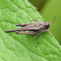 Tetrix subulata