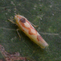 Zygina flammigera