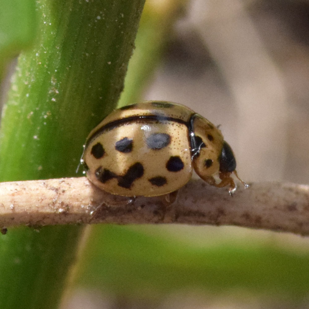 Tytthaspis sedecimpunctata