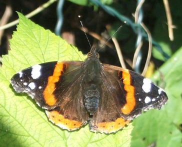 Vanessa atalanta