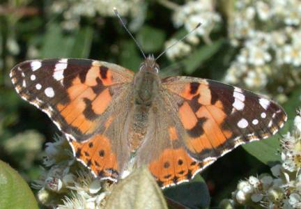 Vanessa cardui