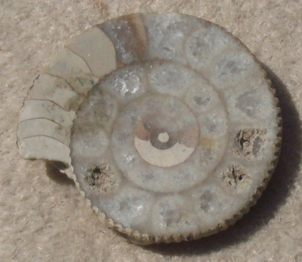 Ammonite