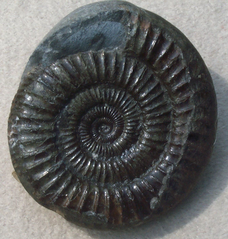 Fossils Ammonites
