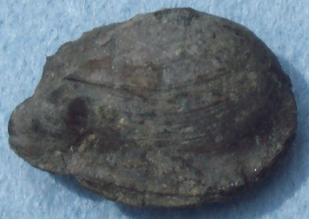 Bivalve