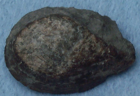 Bivalve