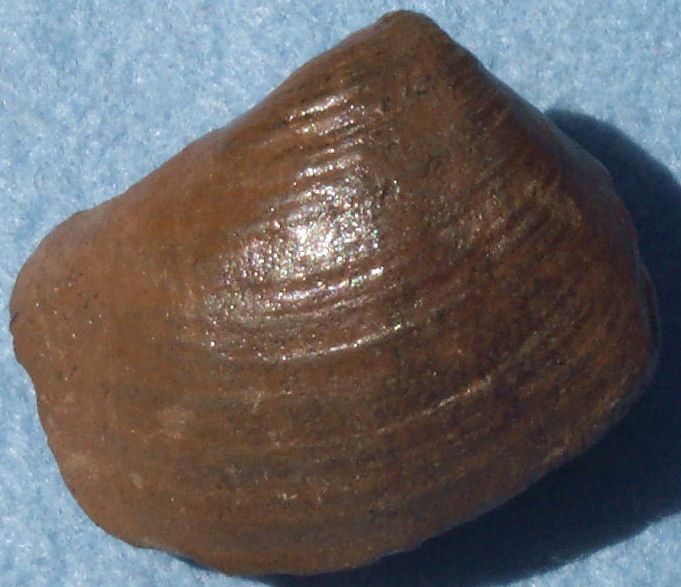 Bivalve