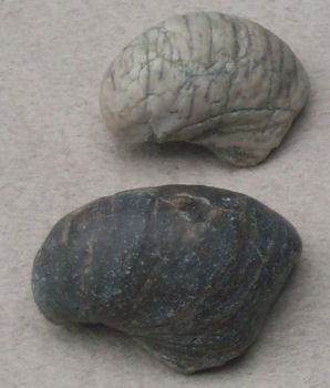 Bivalve - Gryphaea