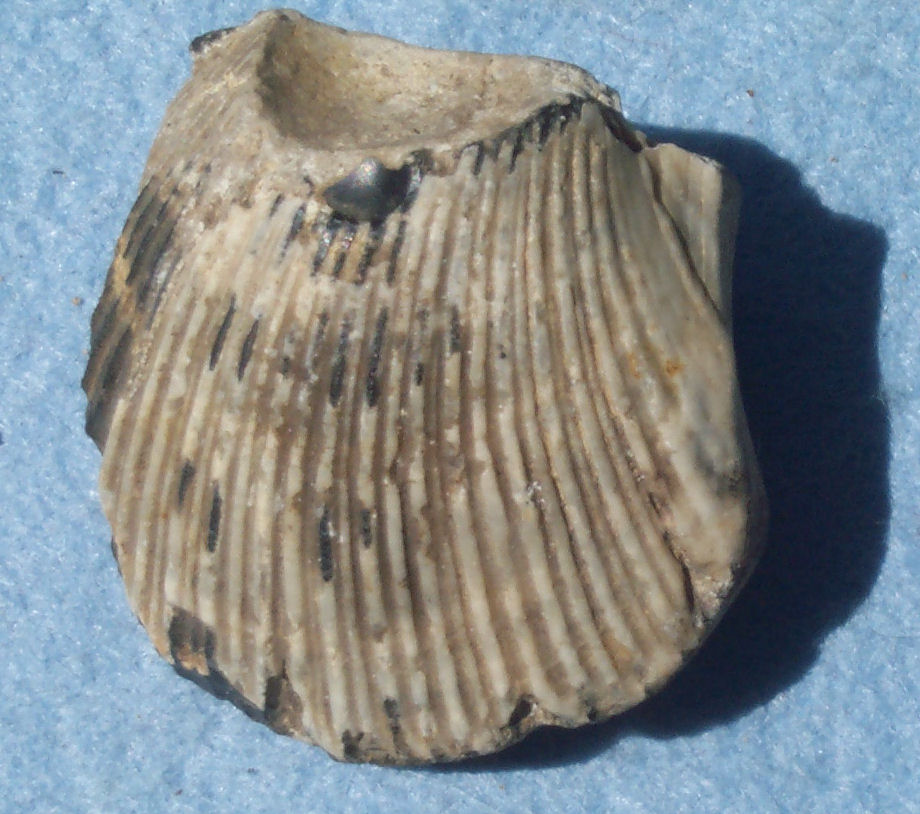 Bivalve
