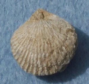 Brachiopod