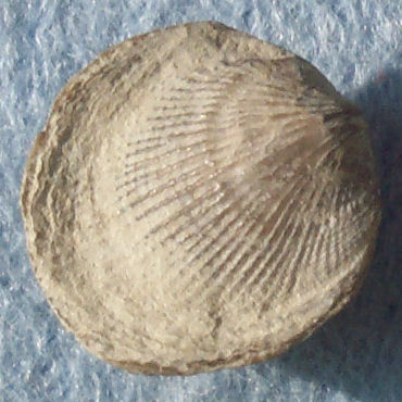 Brachiopod