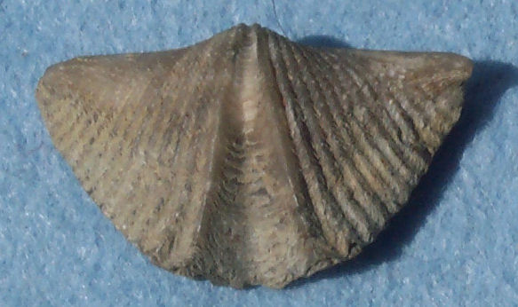 Brachiopod