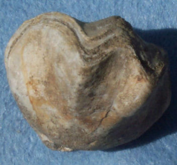 Brachiopod