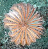 A living crinoid