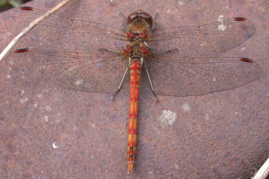 Dragonfly