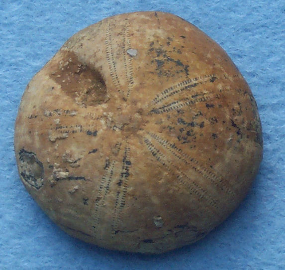 Fossils Echinoids