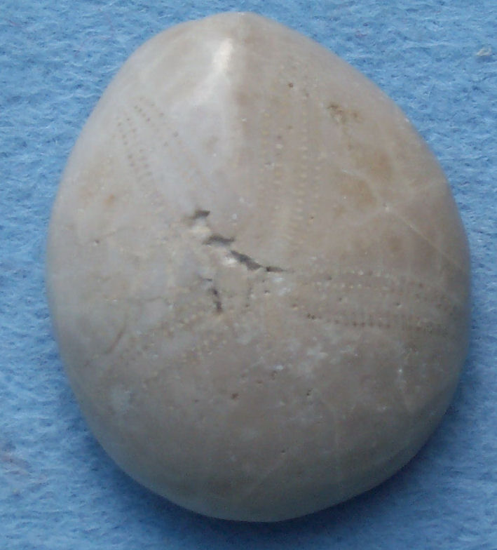 Echinoid