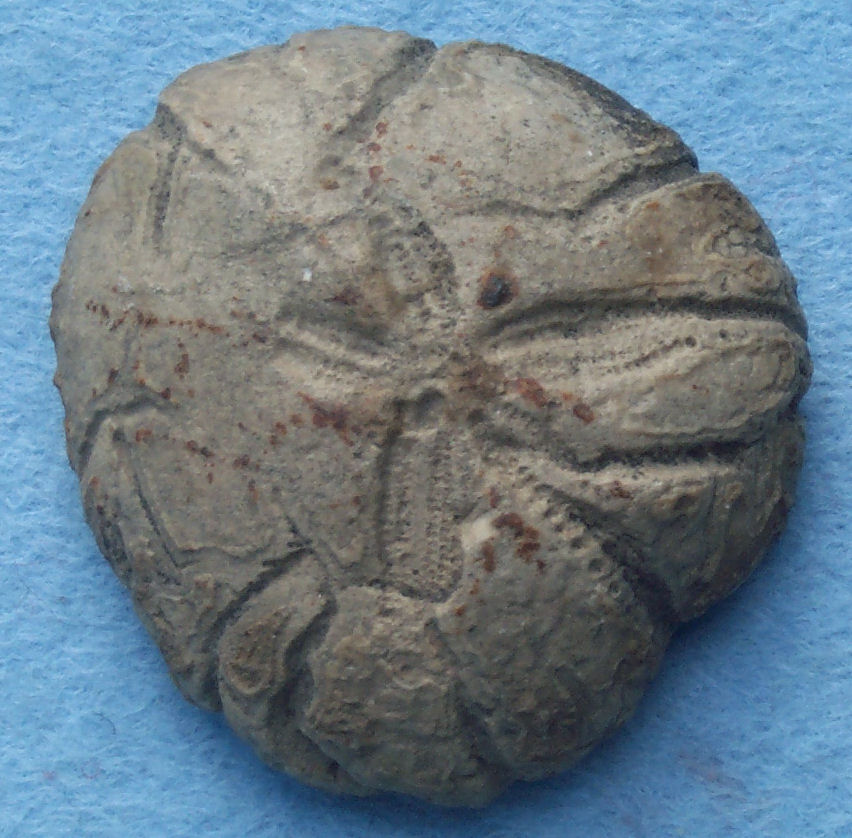 Echinoid