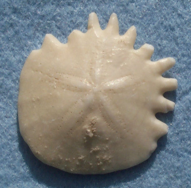 Echinoid
