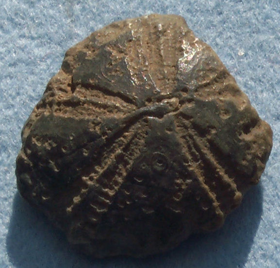 Echinoid