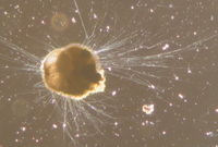Live Foraminifera