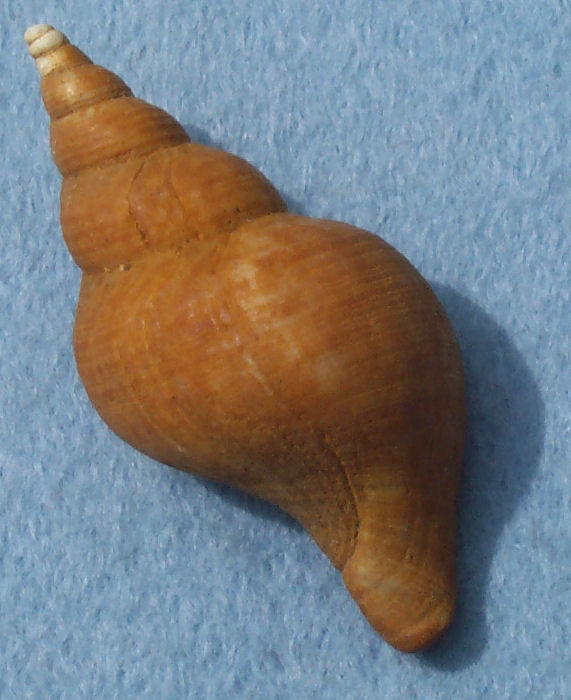 Gastropod