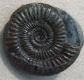 Ammonite