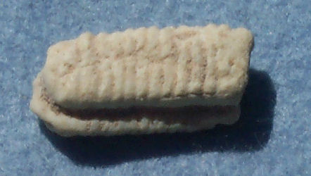 Ray tooth