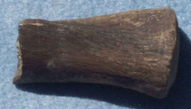 Rib bone of Plesiosaur