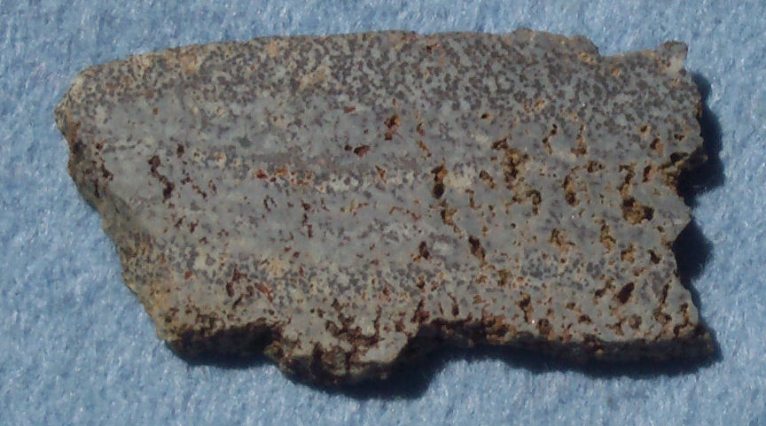 Slice of dinosaur bone