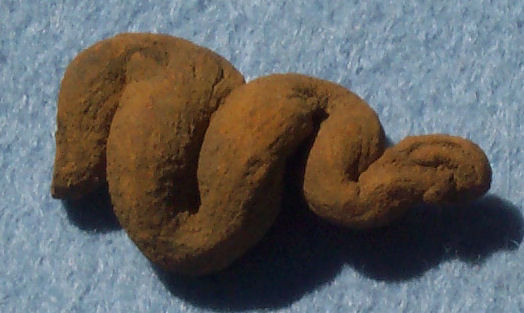 Coprolite