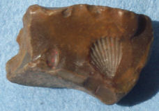 Flint fossil