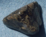 Turritella Agate