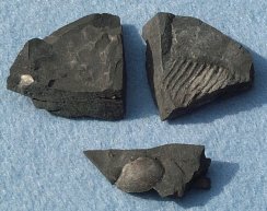 Blue Lias
