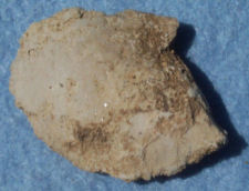 Bivalve found in Portland stone