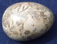 Limestone with fossils