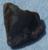 Flint fossil