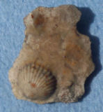 Flint fossil