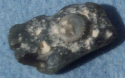 Flint fossil