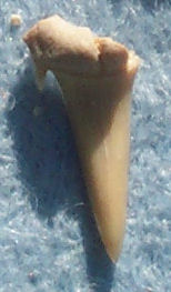 Shark tooth