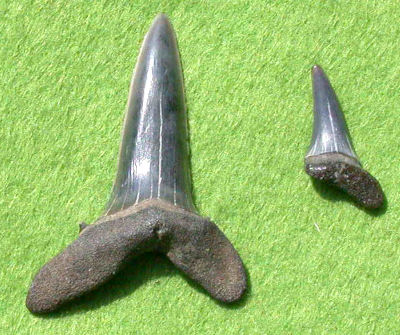 Shark teeth