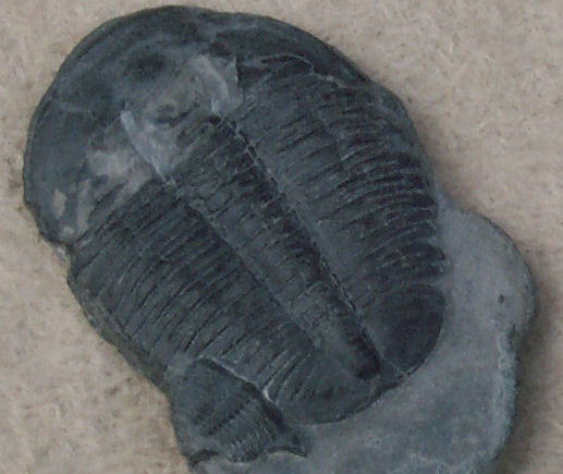 trilobite