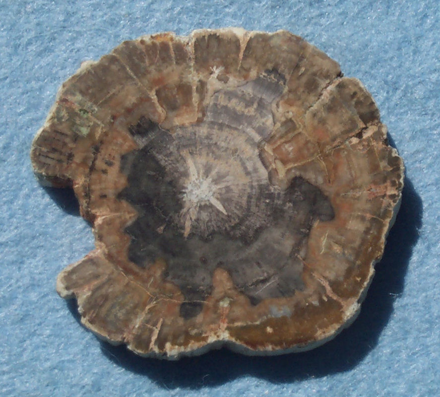 Fossils Wood